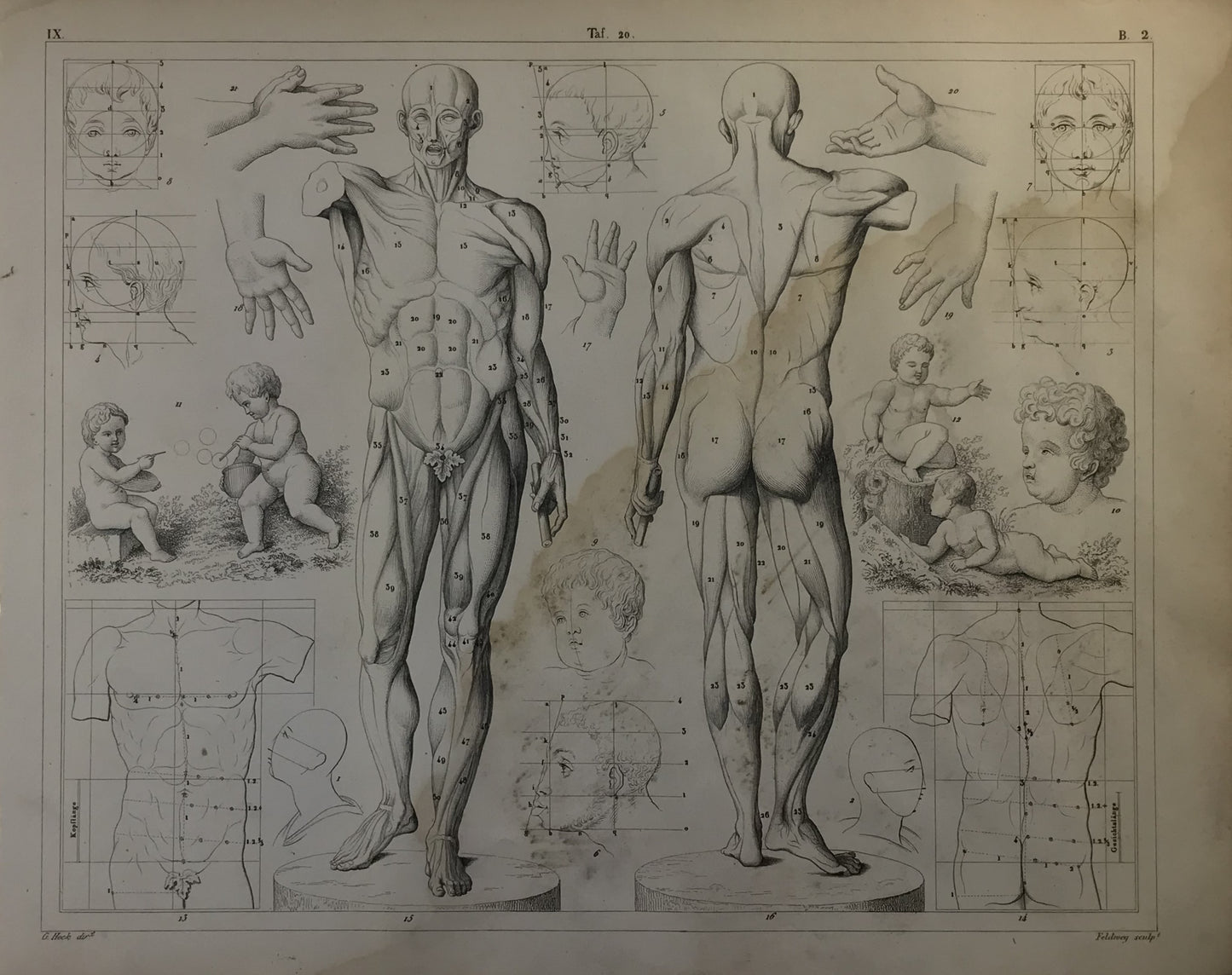 Iconographic Engravings – The Fine Arts (1851)  vintage anatomical illustration, showing detailed views of the human musculature, skeletal structure, and proportions, along with studies of body parts