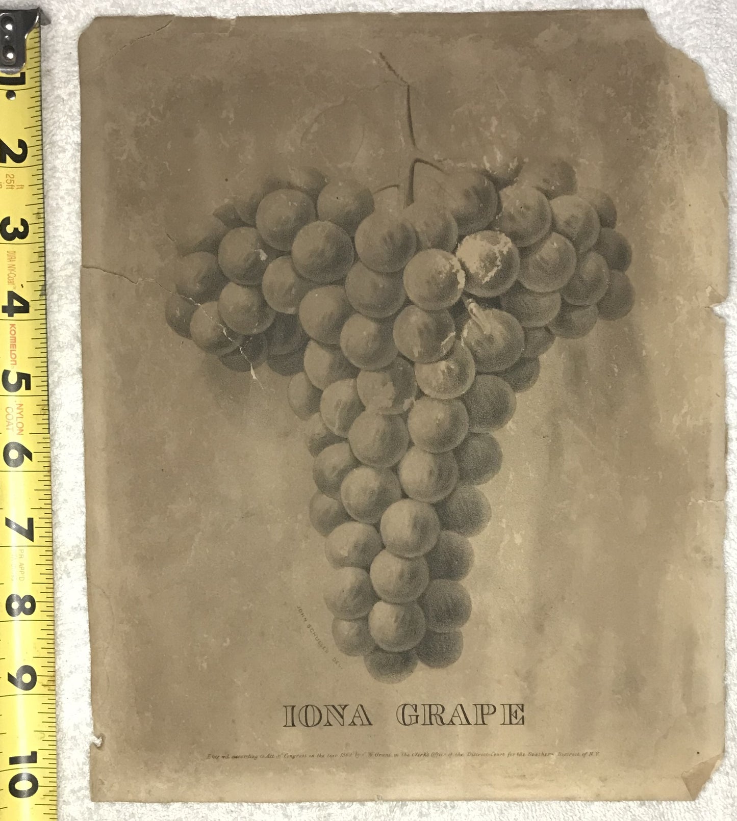 Antique Botanical Print – Iona Grape