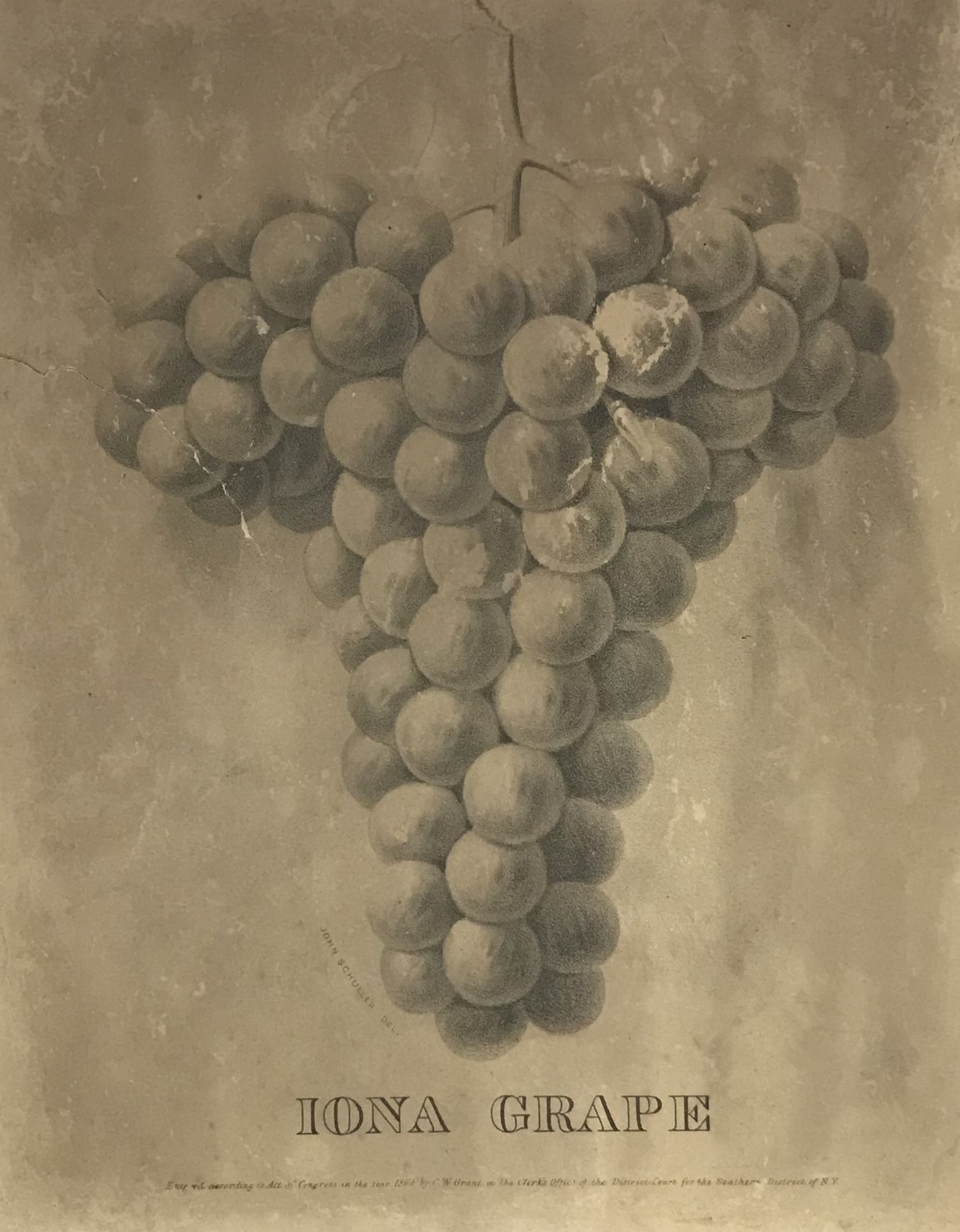 Antique Botanical Print – Iona Grape