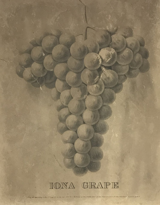 Antique Botanical Print – Iona Grape